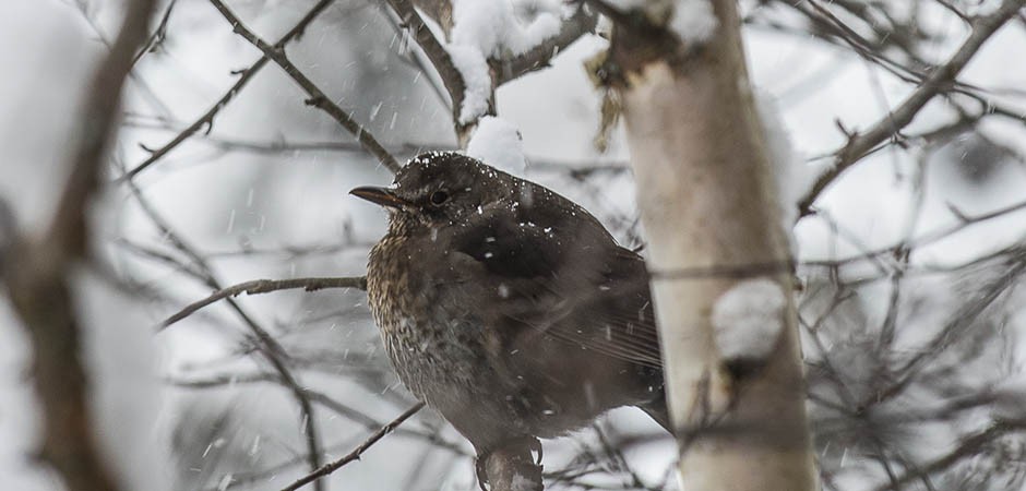 winter-haid007